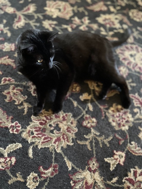 Caturday The Perfect Setting First Draft